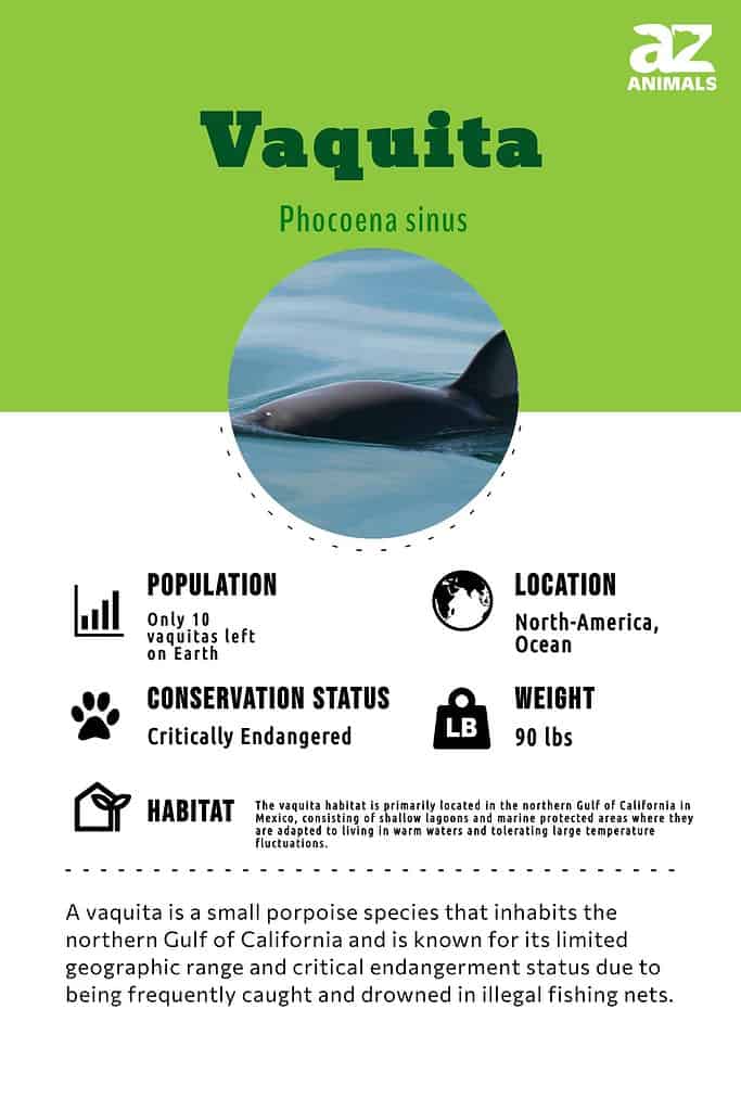 Scopri l'animale più raro del mondo