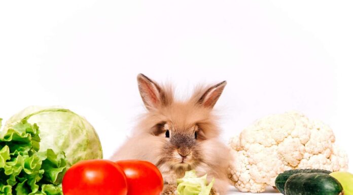 Un coniglietto rosso è seduto tra le verdure.  Il concetto di alimentazione sana.  Cibo sano per lepri.  Alimenti che il coniglio mangia cavolfiore, lattuga, pomodoro e cetriolo
