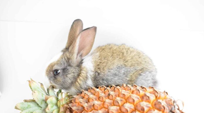 Simpatico coniglietto marrone che gioca con un ananas su sfondo bianco, coniglio pasquale, divertente, buona Pasqua, animale domestico adorabile, casa dolce casa