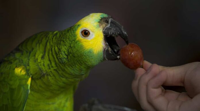 i pappagalli mangiano l'uva