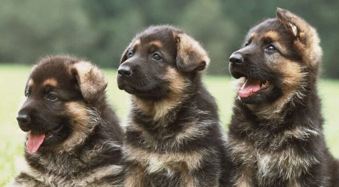 Tre cuccioli di pastore tedesco