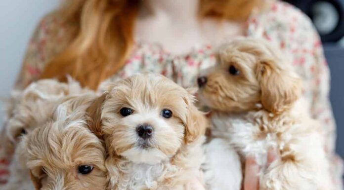 Simpatici cuccioli della razza Maltipoo riposano tra le braccia di una ragazza in un interno moderno.  Amato animale domestico nell'atmosfera naturale di una bella casa.