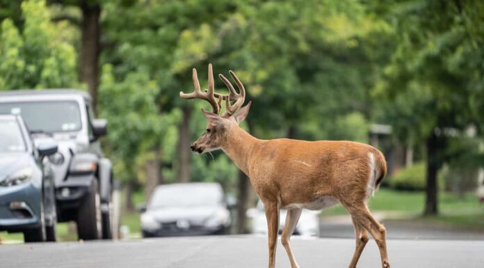 Il cervo dalla coda bianca con le corna cammina lungo la strada suburbana.