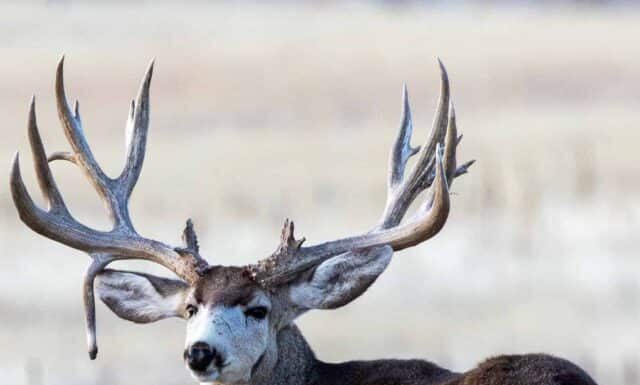Cervo mulo maturo che mostra corna impressionanti con un tratto raro noto come a