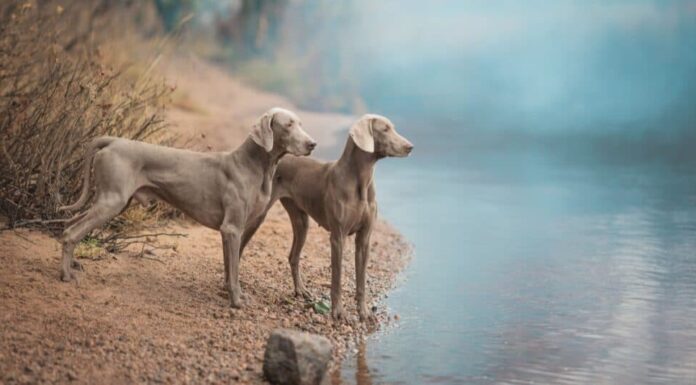 Due cani Weimaraner in piedi presso il fiume.