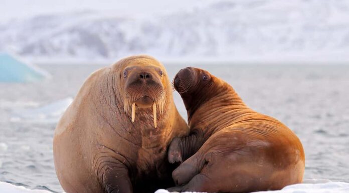 Tricheco, Odobenus rosmarus, sporge dall'acqua blu su ghiaccio bianco con neve, Svalbard, Norvegia.  Madre con cucciolo.  Giovane tricheco con femmina.  Paesaggio artico invernale con grande animale.