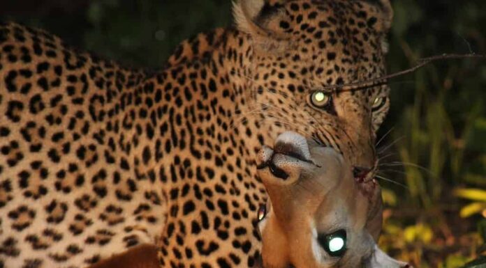 Il leopardo uccide l'impala durante il viaggio notturno