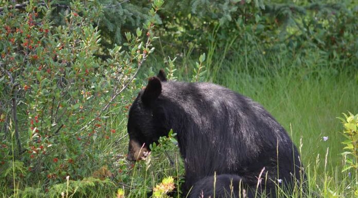Orso nero che mangia bacche di bufalo