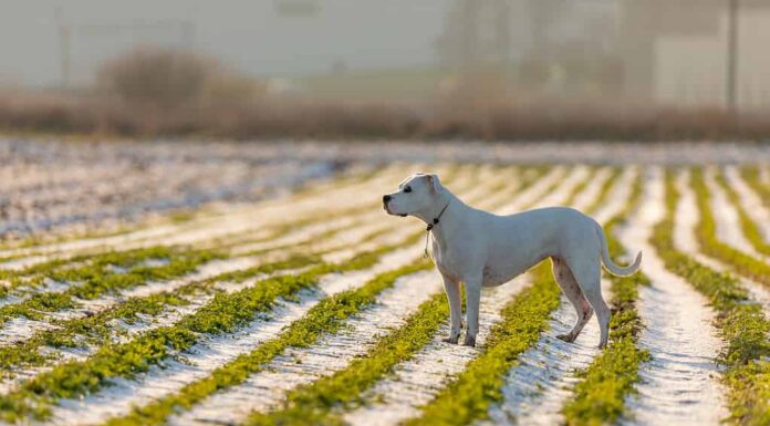 giovane dogo argentino sul campo con il sole di bellezza
