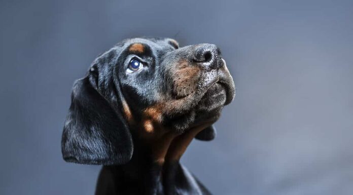 Foto in studio del cucciolo di dobermann