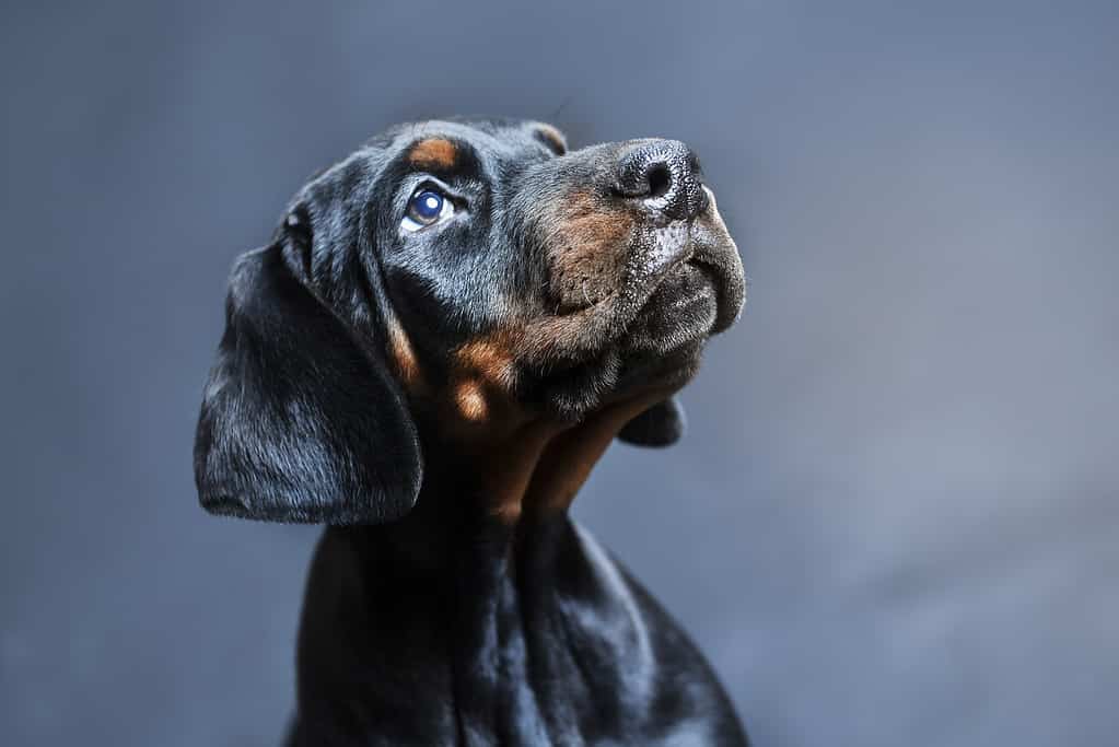 Foto in studio del cucciolo di dobermann