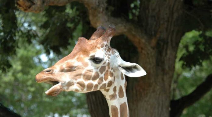 Giraffa reticolata cooperativa (Giraffa camelopardalis reticulata) allo zoo Henry Doorly di Omaha (uno di una serie)