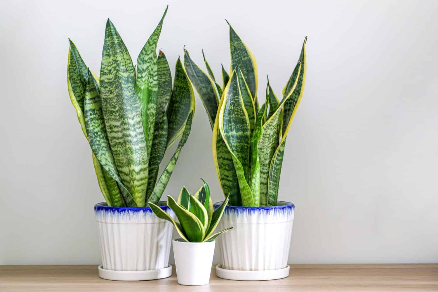 10 tipi di Dracaena e come sono diversi