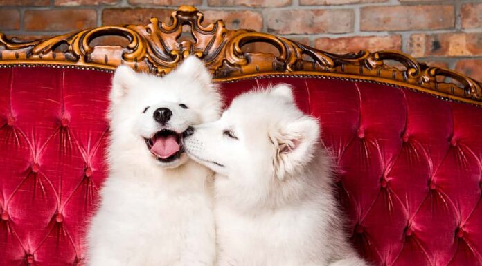 I cani Samoiedo si baciano sul lussuoso divano rosso