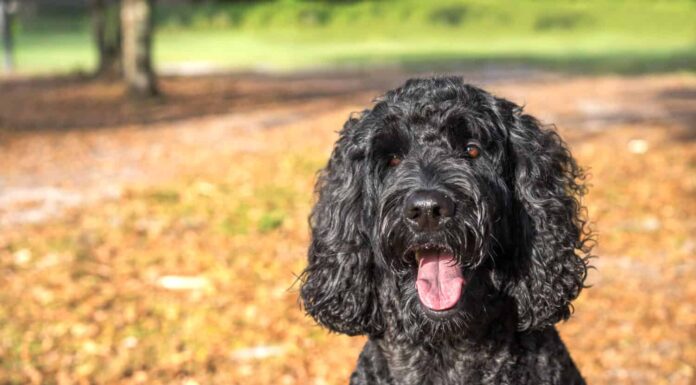 11 razze di cani più simili ai barboncini
