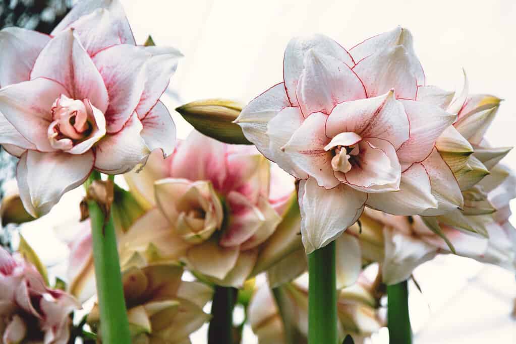 12 migliori fiori per San Valentino che non siano rose rosse