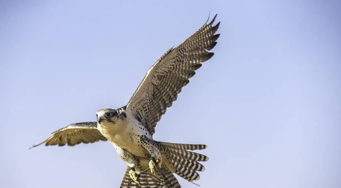 12 superpoteri animali che le persone vorrebbero avere
