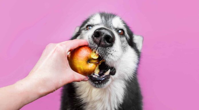 13 alimenti umani che fanno bene al tuo cane
