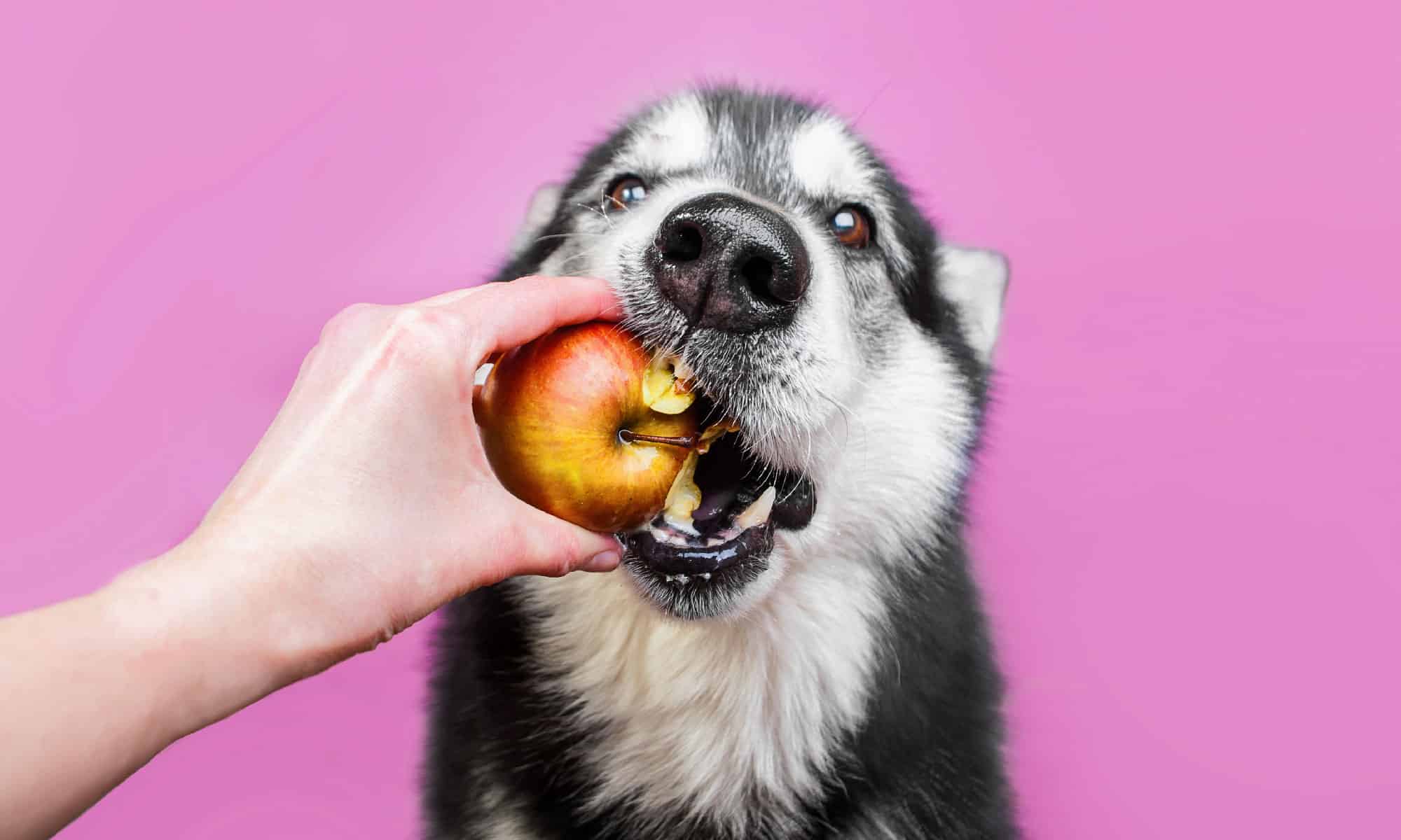 13 alimenti umani che fanno bene al tuo cane