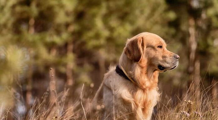 Documentalista dorato all'aperto