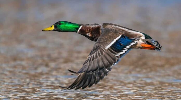 Germano reale, Anas platyrhynchos, anatra selvatica in volo