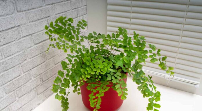 16 migliori piante per camere da letto e consigli per la cura
