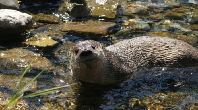 Cosa mangiano le lontre di fiume?
