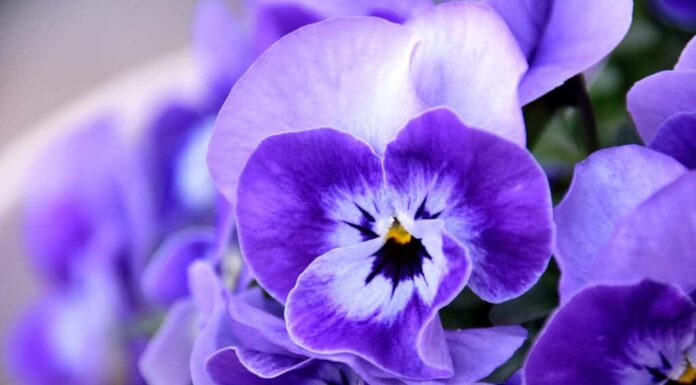 Viola del pensiero / Viola