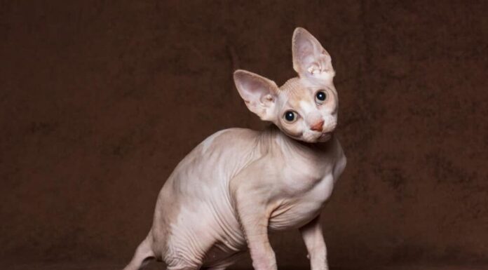 Lo Sphynx è generalmente un gatto sano che può vivere dai 9 ai 15 anni.