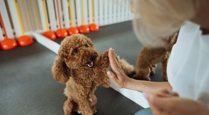 Addestramento del barboncino marrone in una casa per animali domestici con addestratore di cani
