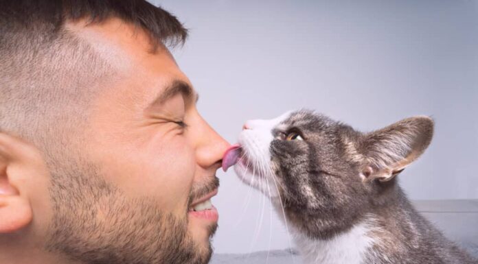 proprietario che lecca il gatto