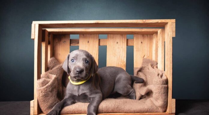 trasportino per cani in legno