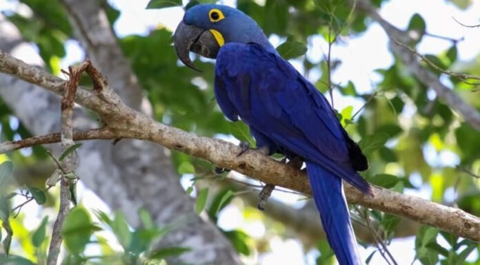 Tipi di uccelli da compagnia - Ara Giacinto
