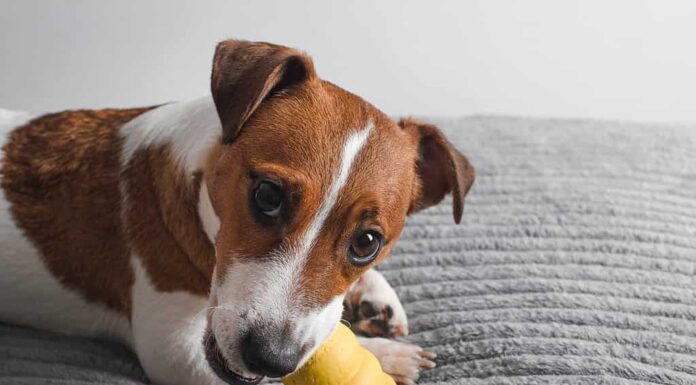 Cane Jack Russell Terrier che mastica il giocattolo puzzle di Kong.