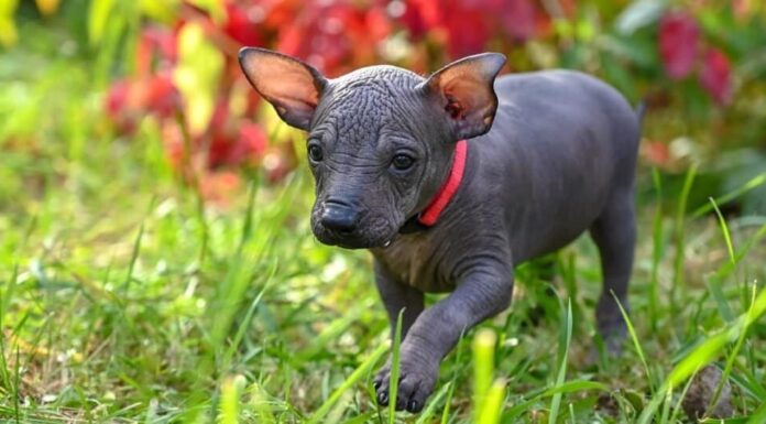 Piccolo e carino cucciolo Xoloitzcuintle (cane messicano senza peli) con collare rosso che cammina in un bellissimo giardino.