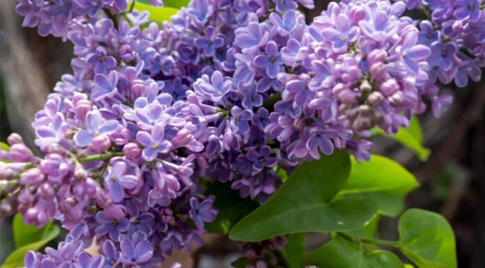 fiori lilla del primo piano