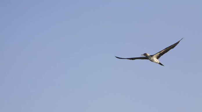 Volare sulle Galapagos Sharewater
