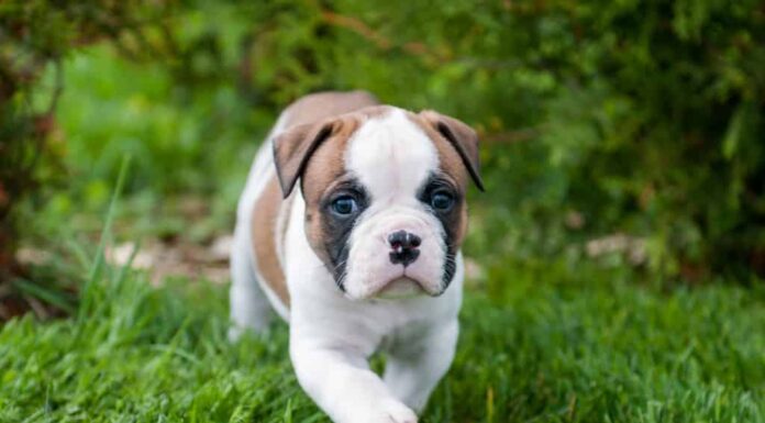 Divertente bel cucciolo di Bulldog americano bianco rosso sta camminando sull'erba.  La conoscenza del cucciolo con la natura.  Il cane ha paura del mondo