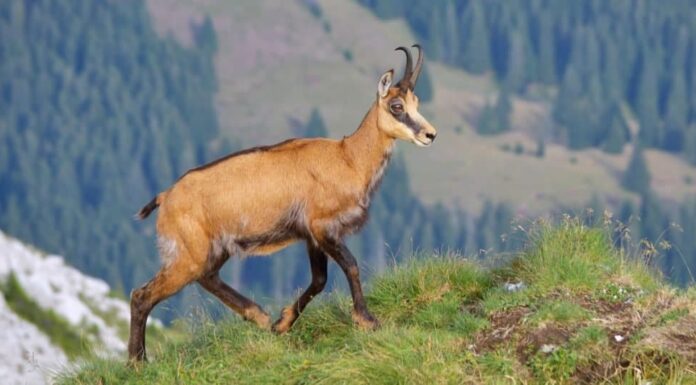Camosci in alta montagna