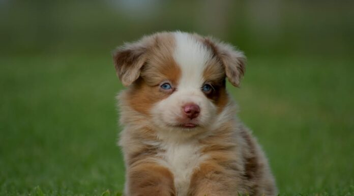 Cucciolo di pastore australiano giocattolo in miniatura