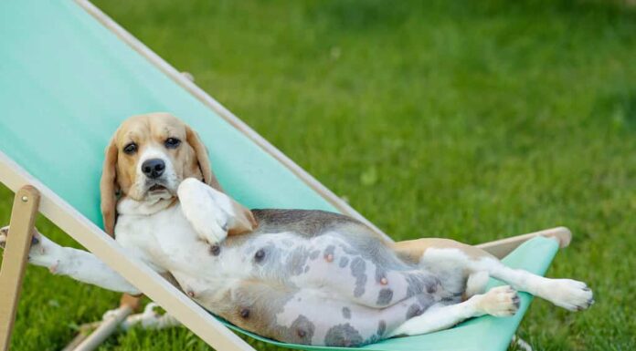 Bellissima cagnolina incinta