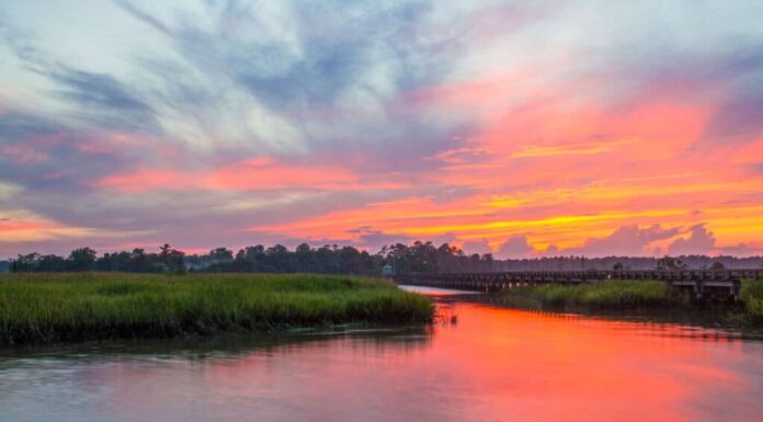 Georgia - Stato americano, Savannah River, Savannah - Georgia, Paesaggio, Palude