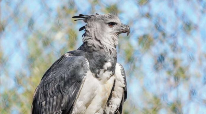 Arpia contro Sirena: differenze chiave, origini e collegamenti con la realtà
