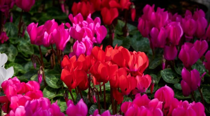 Pianta da fiore ciclamino persiano