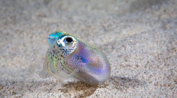 I calamari bobtail hawaiani sono piccoli, lunghi solo circa 1 o 2 pollici