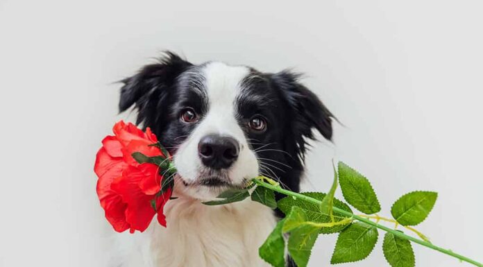 Concetto di San Valentino.  Ritratto divertente simpatico cucciolo di cane border collie che tiene il fiore di rosa rossa in bocca isolato su sfondo bianco.  Un adorabile cane innamorato fa un regalo il giorno di San Valentino
