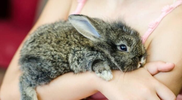 Coniglio domestico