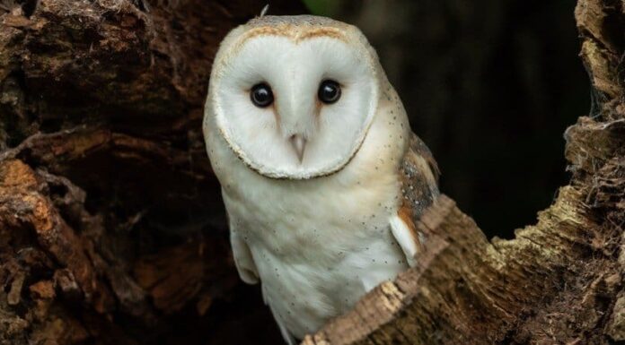 7 gufi che vivono in Oklahoma (e dove è probabile che li vedi)
