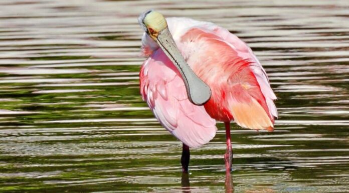 Spatola rosea che gratta sotto l'ala