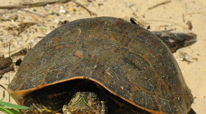Tartaruga Cooter dal ventre rosso dell'Alabama (Pseudemys alabamensis)